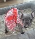 French Bulldog Puppies for sale in Reseda, Los Angeles, CA, USA. price: $1,500