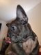 French Bulldog Puppies for sale in Anaheim, CA 92802, USA. price: $5,000