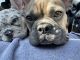French Bulldog Puppies for sale in Inglewood, CA, USA. price: $4,500