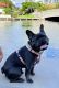 French Bulldog Puppies for sale in Sunny Isles Beach, FL 33160, USA. price: $2,500