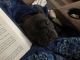 French Bulldog Puppies for sale in Mechanicsburg, PA, USA. price: $2,500
