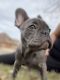 French Bulldog Puppies for sale in Edmond, OK, USA. price: NA