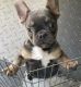 French Bulldog Puppies for sale in Murrieta, CA 92563, USA. price: $3,000