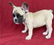 French Bulldog Puppies for sale in Seattle, WA 98160, USA. price: NA