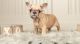 French Bulldog Puppies for sale in Seattle, WA 98160, USA. price: NA
