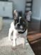 French Bulldog Puppies for sale in Lebanon, OH 45036, USA. price: $2,000