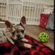 French Bulldog Puppies for sale in Toronto Paseo, Ontario, CA 91761, USA. price: NA