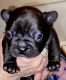 French Bulldog Puppies for sale in Syracuse, NY, USA. price: $4,000