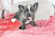 French Bulldog Puppies for sale in Danville, OH 43014, USA. price: $1,990