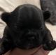French Bulldog Puppies for sale in Cape Coral, FL, USA. price: $3,800