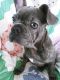 French Bulldog Puppies for sale in Three Rivers, MI 49093, USA. price: $1,500