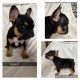French Bulldog Puppies for sale in Hesperia, CA, USA. price: NA