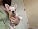 French Bulldog Puppies for sale in Hudson, FL 34667, USA. price: NA