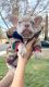 French Bulldog Puppies for sale in Palmdale, CA, USA. price: $5,000