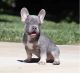 French Bulldog Puppies for sale in 10013 Foster Ave, Brooklyn, NY 11236, USA. price: NA