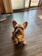 French Bulldog Puppies for sale in Uniondale, NY, USA. price: $2,500