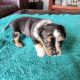 French Bulldog Puppies for sale in Cabool, MO 65689, USA. price: NA