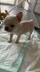 French Bulldog Puppies for sale in Oakland Park, FL 33309, USA. price: NA