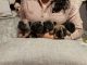 French Bulldog Puppies for sale in Brunswick, MD, USA. price: $3,000