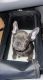 French Bulldog Puppies for sale in Dumas, AR, USA. price: NA