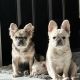 French Bulldog Puppies for sale in El Paso, TX, USA. price: $15,000