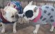 French Bulldog Puppies for sale in San Angelo, TX, USA. price: $5,000