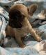 French Bulldog Puppies for sale in Punta Gorda, FL, USA. price: $3,700