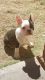 French Bulldog Puppies for sale in Thatcher, AZ, USA. price: NA