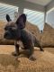 French Bulldog Puppies for sale in Anaheim, CA, USA. price: $4,000