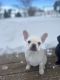 French Bulldog Puppies for sale in Idaho Falls, ID, USA. price: $6,000