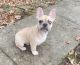 French Bulldog Puppies for sale in New Richmond, OH 45157, USA. price: NA