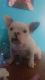 French Bulldog Puppies for sale in Fontana, CA, USA. price: $2,500