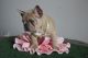 French Bulldog Puppies for sale in Hollywood, Los Angeles, CA, USA. price: NA