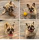 French Bulldog Puppies for sale in New Orleans, LA, USA. price: $2,000