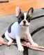 French Bulldog Puppies for sale in Los Angeles, CA 90010, USA. price: $1,000