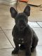 French Bulldog Puppies for sale in Winchester, CA 92596, USA. price: $1,500