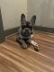French Bulldog Puppies for sale in Oklahoma City, OK 73170, USA. price: $2,000
