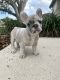 French Bulldog Puppies for sale in Port St. Lucie, FL, USA. price: $4,000