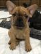 French Bulldog Puppies for sale in Irving, TX, USA. price: $2,000