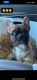 French Bulldog Puppies for sale in Shreveport, LA, USA. price: $1,500
