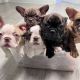 French Bulldog Puppies for sale in Siler City, NC 27344, USA. price: $3,500