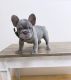 French Bulldog Puppies for sale in Clackamas, OR, USA. price: $5,300