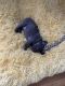 French Bulldog Puppies for sale in Prospect, CT 06712, USA. price: NA