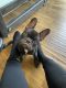 French Bulldog Puppies for sale in Gainesville, GA, USA. price: $5,500