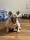 French Bulldog Puppies for sale in Santa Clarita, CA, USA. price: $2,000