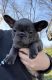 French Bulldog Puppies for sale in O'Fallon, MO 63376, USA. price: $2,500