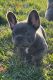 French Bulldog Puppies for sale in O'Fallon, MO 63376, USA. price: NA