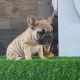 French Bulldog Puppies for sale in Eastvale, CA, USA. price: $7,000