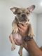 French Bulldog Puppies for sale in Fort Lauderdale, FL, USA. price: $2,300