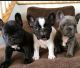 French Bulldog Puppies for sale in Jacksonville, FL, USA. price: $300